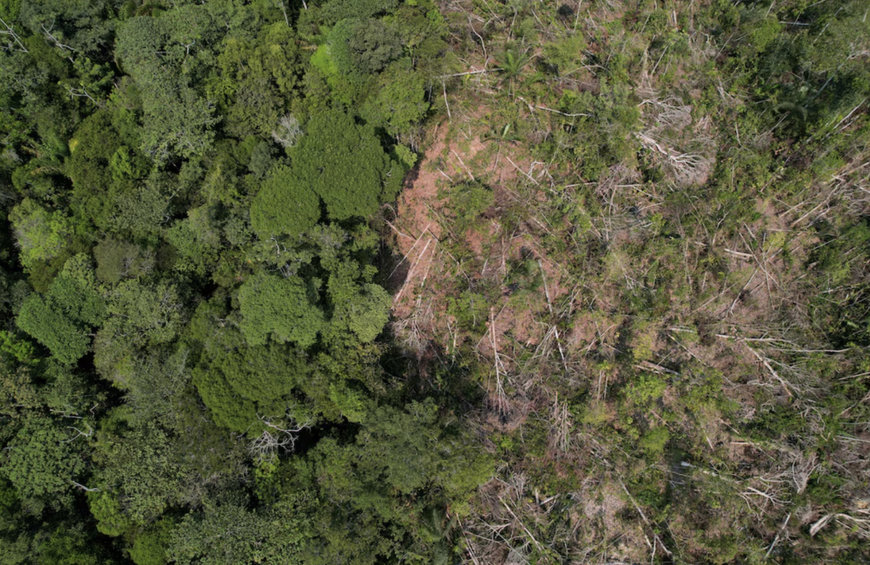 Farmlandgrab reports: Google buys carbon removal credits from Brazil startup, joining Microsoft